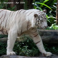 20090423 Singapore Zoo  89 of 97 